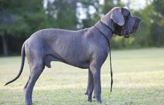 大丹犬呕吐拉稀怎么办?具体措施它来啦。 大丹犬呕吐拉稀怎么办?具体措施它来啦。