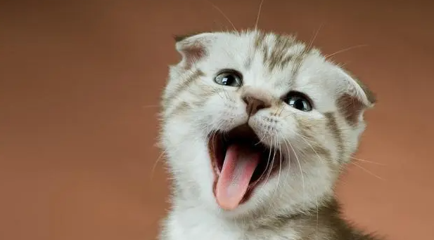 猫咪半夜的时候为什么会叫唤