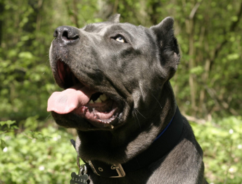 卡斯罗犬怎么挑选，感兴趣的看看~