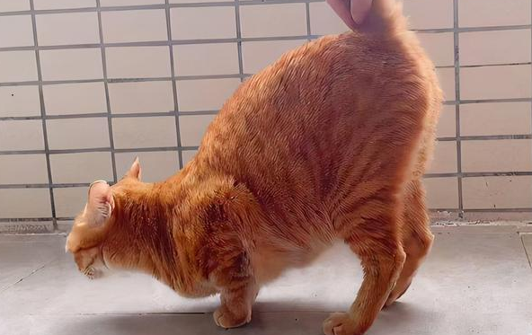 猫咪翘起屁股走路是为什么原因