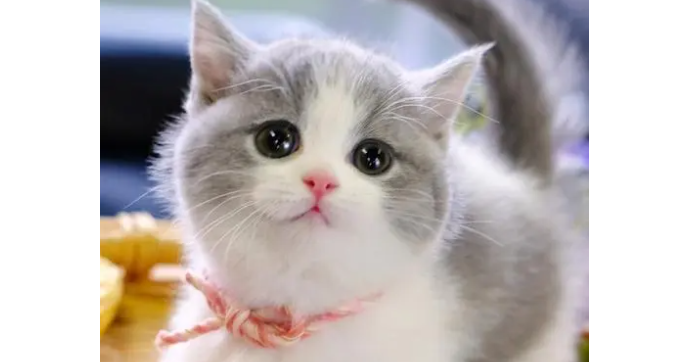 曼基康猫黏人吗?想养的宠主可以了解一下! 曼基康猫黏人吗?想养的宠主可以了解一下!