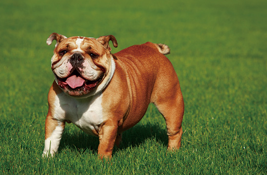 英国斗牛犬吃什么?主人来瞧瞧 英国斗牛犬吃什么?主人来瞧瞧