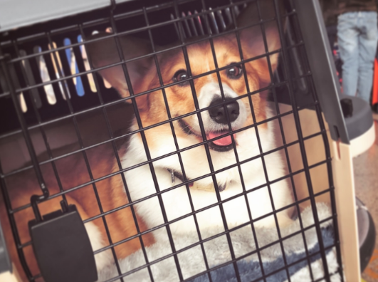 宠物托运的价格