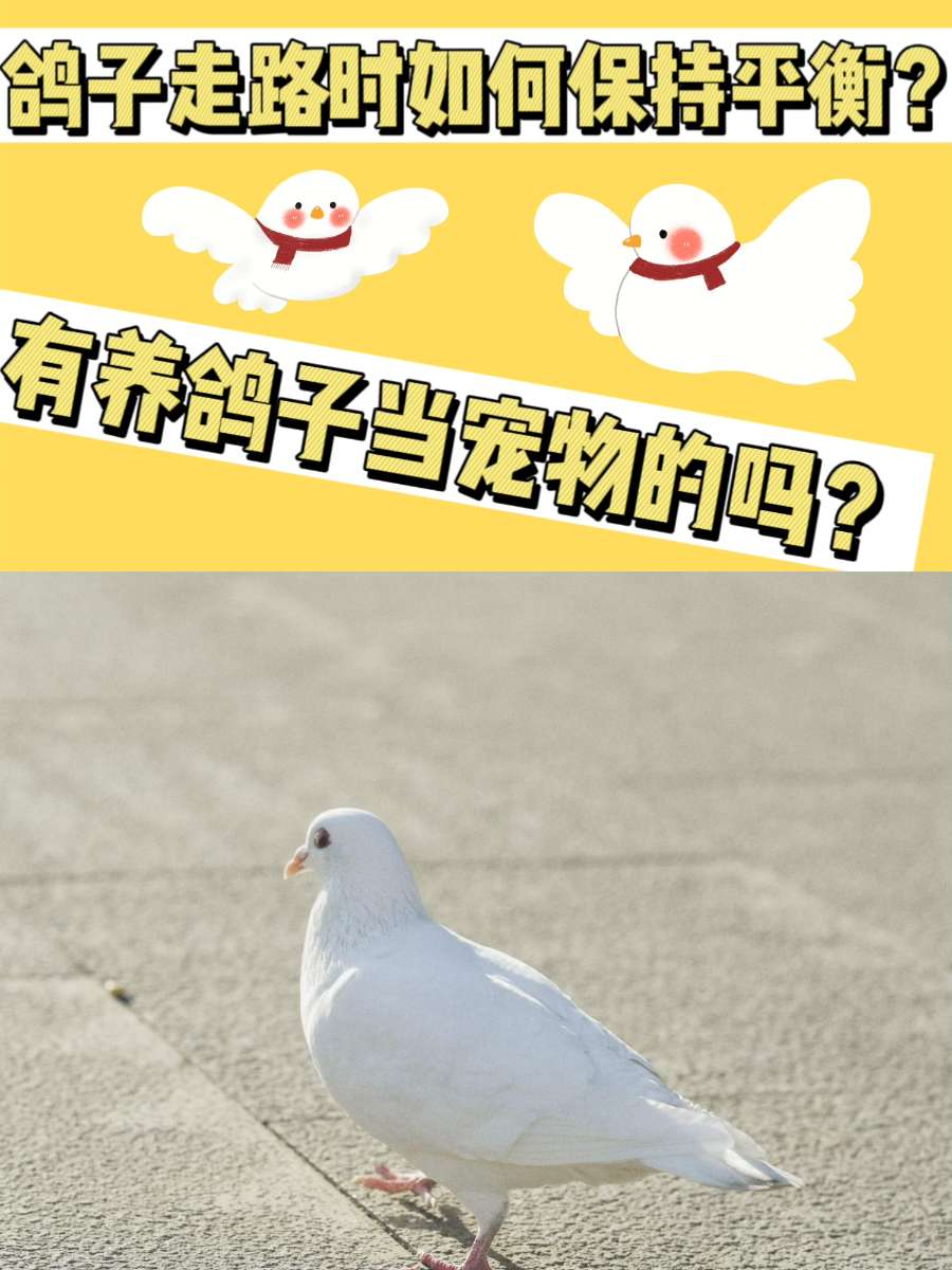 鸽子走路的时候依靠什么方式来保持平衡? 鸽子走路的时候依靠什么方式来保持平衡?