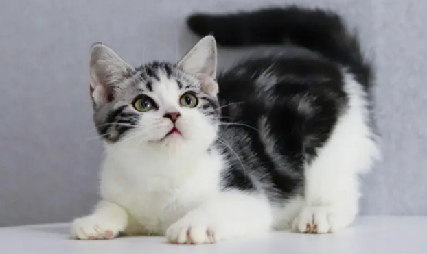 虎斑加白是什么品种的猫?它有什么特征?