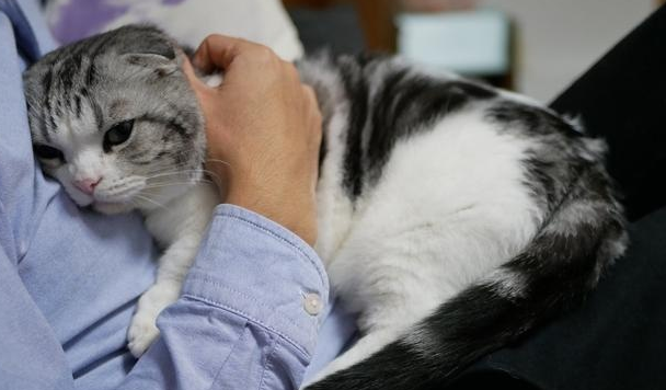 猫咪为什么靠着你腿躺着