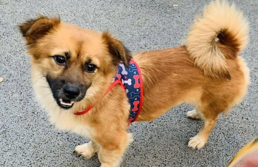 网红狗狗哈尼是什么品种