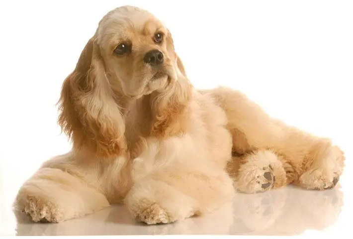 美国可卡犬怎么训练戴牵引绳?这些方法你必须试试 美国可卡犬怎么训练戴牵引绳?这些方法你必须试试