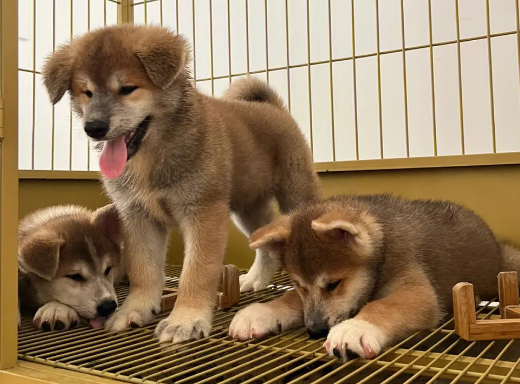 秋田犬发情期大概多久？宠主来了解下吧