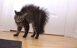 猫咪尾巴为什么总是炸毛怎么回事 猫咪尾巴为什么总是炸毛怎么回事