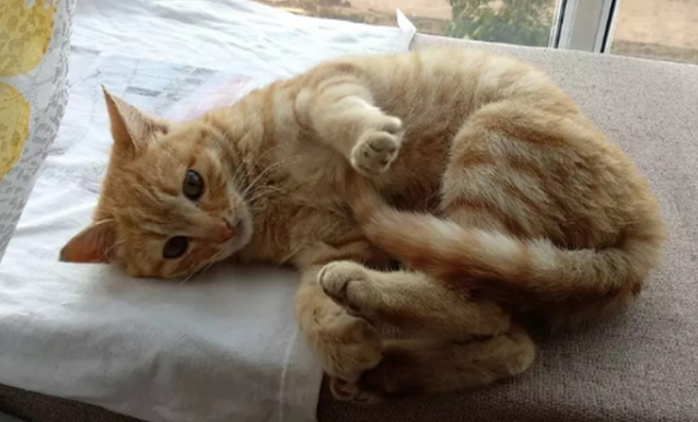 猫咪为什么排斥外面