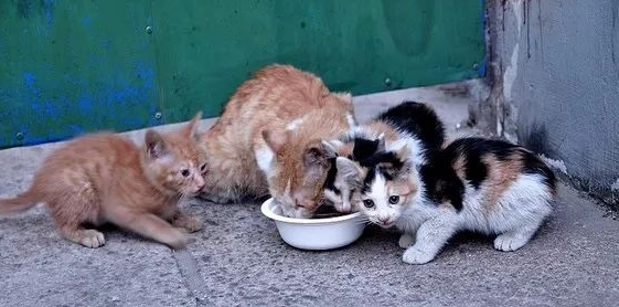 家猫被遗弃后能否存活 家猫被遗弃后能否存活