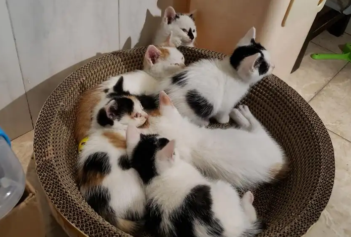 有没有专门收养猫的地方