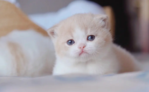 小奶猫吃不饱的表现