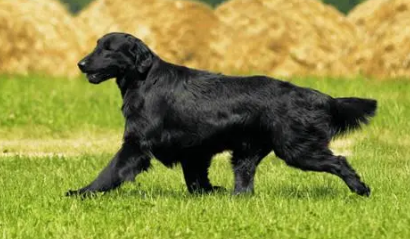平毛寻回猎犬随行怎么训练?这里可以了解~ 平毛寻回猎犬随行怎么训练?这里可以了解~