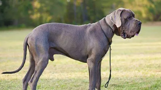 大丹犬怎么美容？需要注意哪些方面？