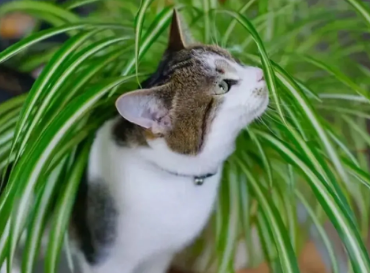 养猫可以养的大型绿植 养猫可以养的大型绿植