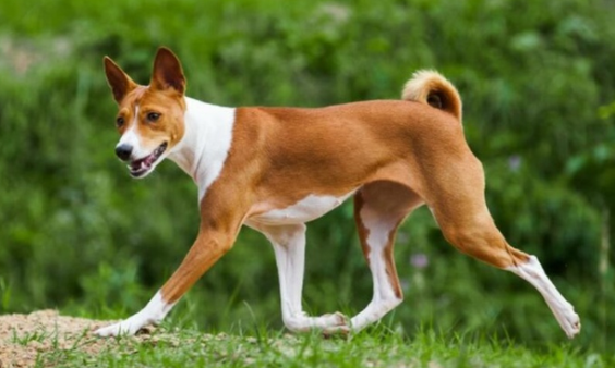 带你了解一下,巴仙吉犬怎么养? 带你了解一下,巴仙吉犬怎么养?