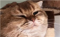 猫咪看片眼睛为什么眯着看