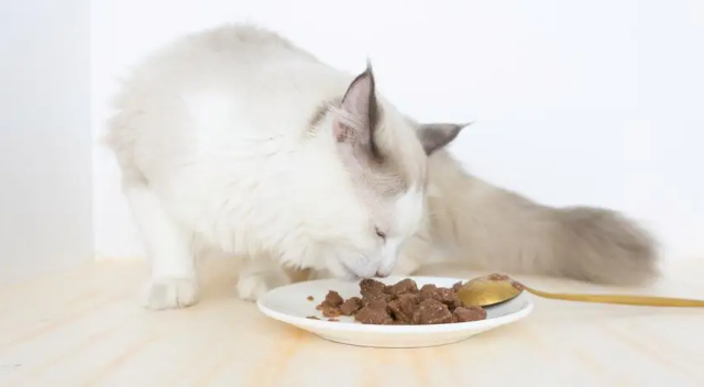 为什么猫咪不爱吃主食呢 为什么猫咪不爱吃主食呢