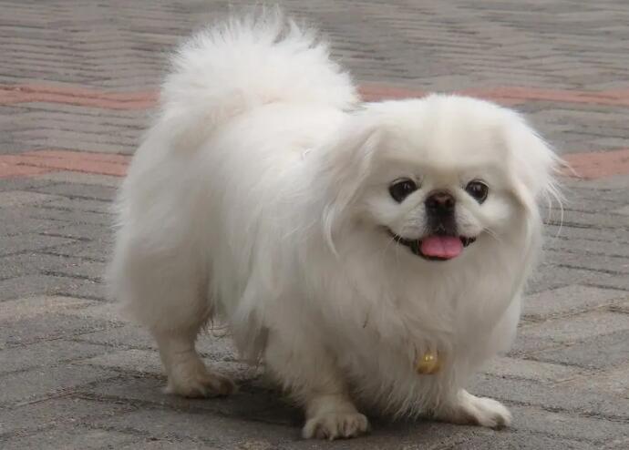 北京犬好养吗？快来get一下 