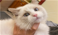 怎样让猫产生好感