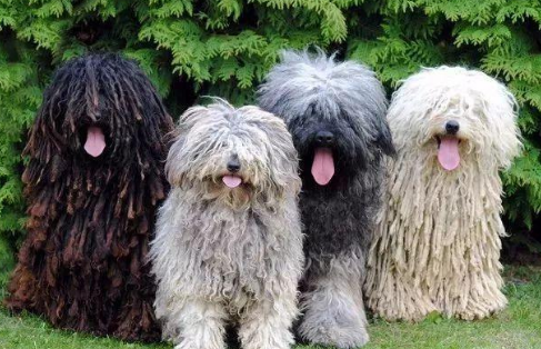 波利犬怎么训练不乱吠叫？想知道的看这里