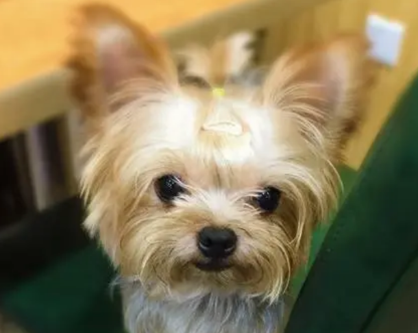 一文告诉你，约克夏犬腹泻的治疗方法是什么？