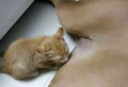 猫咪为什么吃小狗的奶头呢