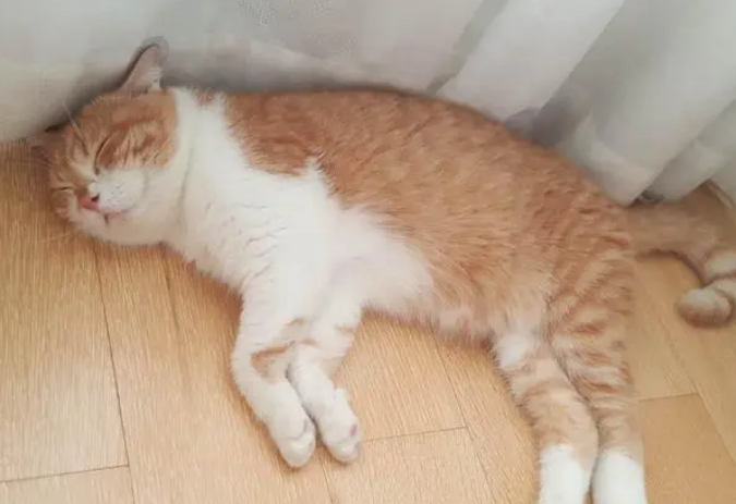猫咪为什么总睡在地上