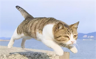 猫咪为什么老是叫还瞎跑