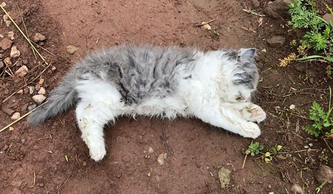 猫死了5小时还有救吗