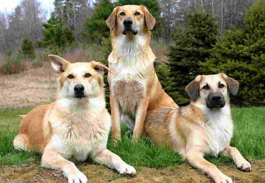 奇努克犬怎么训练？这些错误不要再犯