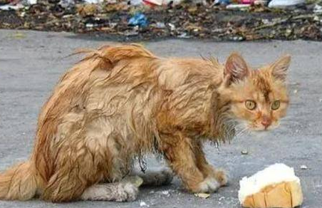为什么不建议投喂流浪猫