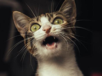 猫为什么晚上总是叫唤 猫为什么晚上总是叫唤