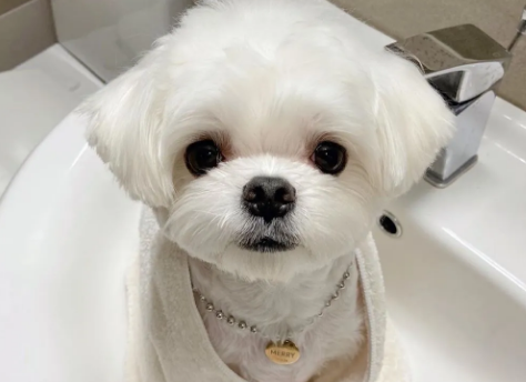 马尔济斯犬怀孕几个月生产?这里有答案~ 马尔济斯犬怀孕几个月生产?这里有答案~