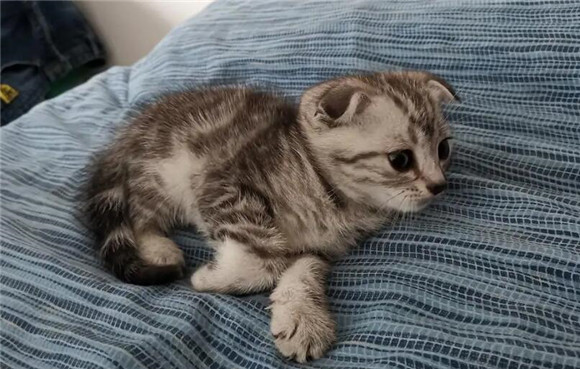 新手最适合养的猫