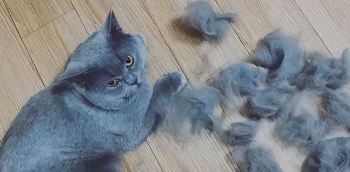 猫咪的衣服为什么会掉毛严重