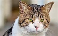 猫吃了蝎子会怎么样