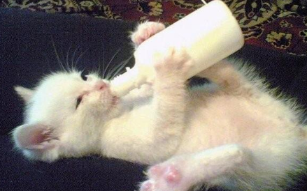 小奶猫能喝纯牛奶吗？可以来看看！