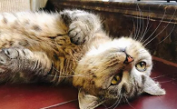 猫咪为什么会有大量的气