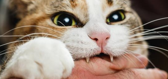 猫咪为什么蹭牙齿咬人呢