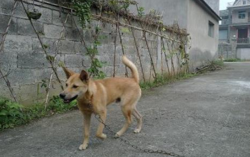 邻居来做客,狗狗撕咬女主人,阻止男子进门,全家才保住一命 邻居来做客,狗狗撕咬女主人,阻止男子进门,全家才保住一命