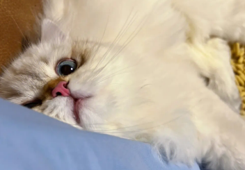 猫能有多粘人