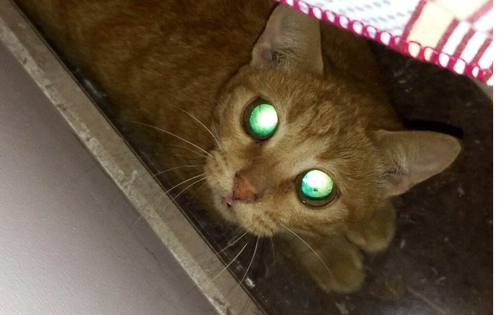 猫咪可以看见灵魂吗