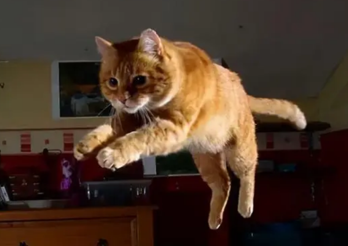 猫咪为什么半夜跑来跑去