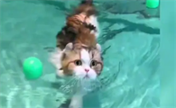 猫和狗谁游泳快啊
