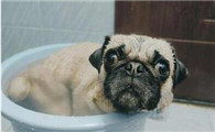 巴哥犬怎么洗澡?来学学吧