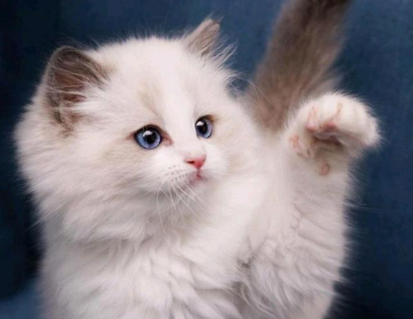 可爱长不大的猫品种 可爱长不大的猫品种