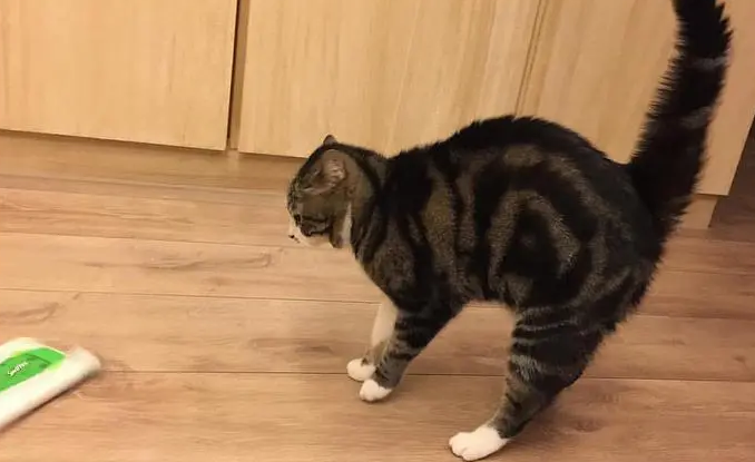 猫咪拱着身子是为什么原因-宠物网